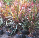 หางหงษ์