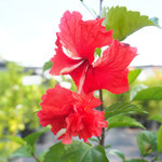 ชบาซ้อน