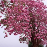 ชมพูพันธุ์ทิพย์