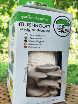 ชุดคิทเห็ดนางรมเทาพร้อมเปิด (Mushroom Ready To Grow Kit)