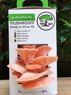ชุดคิทเห็ดนางนวลพร้อมเปิด (Mushroom Ready To Grow Kit)