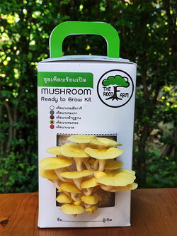 ชุดคิทเห็ดนางรมทองพร้อมเปิด (Mushroom Ready To Grow Kit)