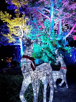 เลือกเช่าต้นคริสต์มาสเพื่อการประดับที่งดงาม