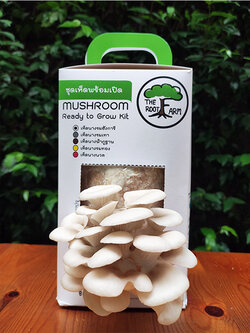 ชุดคิทเห็ดนางรมฮังการีพร้อมเปิด (Mushroom Ready To Grow Kit)
