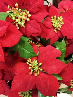 ดอกคริสต์มาสสีแดงประดับต้นคริสต์มาส