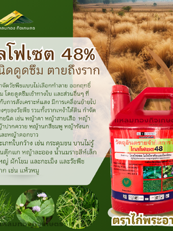 ยาฆ่าหญ้า ไกลโฟเซต 48% (ดูดซึม) ตราไก่พระอาทิตย์ ขนาด 4 ลิตร (แกลลอนแดง) 4 ลิตร