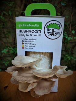 ชุดคิทเห็ดนางฟ้าภูฐานพร้อมเปิด (Mushroom Ready To Grow Kit)