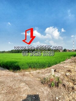 ขายที่ดินเปล่า ย่าน ดาวทอง ลานตากฟ้า นครชัยศรี นครปฐม : ใกล้หมู่บ้านพฤกษา 4 (ลานตากฟ้า) : 701 ตร.วา