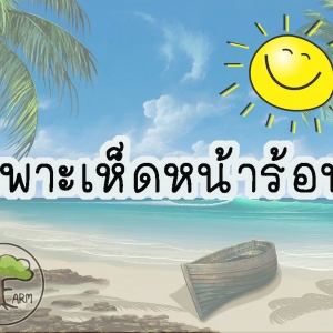 เพาะเห็ดนางฟ้าหน้าร้อน