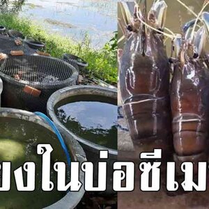 หนุ่มใจดีชี้ช่องรวย ไม่ต้องรอวาสนา บอกขั้นตอนการเลี้ยงกุ้งขาย