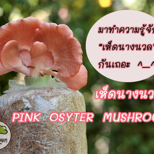 มารู้จักเห็ดนางนวลกันเถอะ ^_^