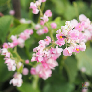 ไม้เลื้อย