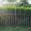 ข่อยรั้ว