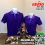 เสื้อโปโล ทรงชาย-หญิง สีม่วงปกริ้วม่วงอ่อนสลับม่วงเข้ม